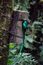 Quetzal bird wild Monteverde Costa Rica