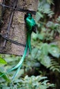 Quetzal bird wild Monteverde Costa Rica