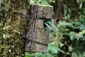 Quetzal bird wild Monteverde Costa Rica