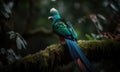 A beautiful photograph of Quetzal