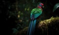 A beautiful photograph of Quetzal