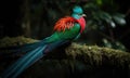 A beautiful photograph of Quetzal