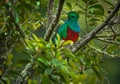 Quetzal - Pharomachrus mocinno male - bird in the trogon family. It is found from Chiapas, Mexico to western Panama. It is well Royalty Free Stock Photo