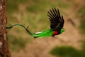 Quetzal - Pharomachrus mocinno male - bird in the trogon family, found from Chiapas, Mexico to western Panama, well known for its Royalty Free Stock Photo