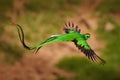 Quetzal - Pharomachrus mocinno male - bird in the trogon family, found from Chiapas, Mexico to western Panama, well known for its Royalty Free Stock Photo