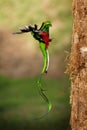 Quetzal - Pharomachrus mocinno male - bird in the trogon family, found from Chiapas, Mexico to western Panama, well known for its Royalty Free Stock Photo