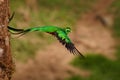 Quetzal - Pharomachrus mocinno male - bird in the trogon family, found from Chiapas, Mexico to western Panama, well known for its Royalty Free Stock Photo