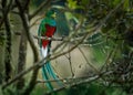 Quetzal - Pharomachrus mocinno male - bird in the trogon family. It is found from Chiapas, Mexico to western Panama. It is well Royalty Free Stock Photo