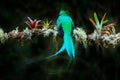 Quetzal, Pharomachrus mocinno, from  nature Costa Rica with green forest. Magnificent sacred mistic green and red bird. Royalty Free Stock Photo