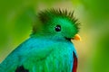 Quetzal, Pharomachrus mocinno, from nature Costa Rica with green forest. Magnificent sacred mistic green and red bird.