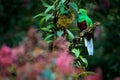 Quetzal, Pharomachrus mocinno, from  nature Costa Rica with green forest. Magnificent sacred mistic green and red bird. Royalty Free Stock Photo