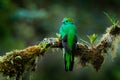 Quetzal, Pharomachrus mocinno, from nature Costa Rica with green forest. Magnificent sacred mistic green and red bird.