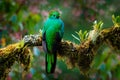 Quetzal, Pharomachrus mocinno, from  nature Costa Rica with green forest. Magnificent sacred mistic green and red bird. Royalty Free Stock Photo