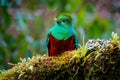 Quetzal, Pharomachrus mocinno, from  nature Costa Rica with green forest. Magnificent sacred mistic green and red bird. Royalty Free Stock Photo