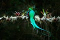 Quetzal, Pharomachrus mocinno, from  nature Costa Rica with green forest. Magnificent sacred mistic green and red bird. Royalty Free Stock Photo