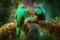 Quetzal, Pharomachrus mocinno, from  nature Costa Rica with green forest. Magnificent sacred mistic green and red bird. Royalty Free Stock Photo