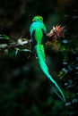 Quetzal, Pharomachrus mocinno, from  nature Costa Rica with green forest. Magnificent sacred mistic green and red bird. Royalty Free Stock Photo