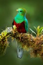 Quetzal, Pharomachrus mocinno, from  nature Costa Rica with green forest. Magnificent sacred mistic green and red bird. Royalty Free Stock Photo