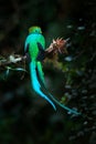 Quetzal, Pharomachrus mocinno, from  nature Costa Rica with green forest. Magnificent sacred mistic green and red bird. Royalty Free Stock Photo