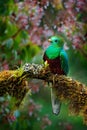 Quetzal, Pharomachrus mocinno, from  nature Costa Rica with green forest. Magnificent sacred mistic green and red bird. Royalty Free Stock Photo