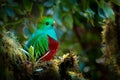 Quetzal, Pharomachrus mocinno, from nature Costa Rica with pink flower forest. Magnificent sacred mystic green and red bird.