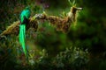 Quetzal, Pharomachrus mocinno, from  nature Costa Rica with pink flower forest. Magnificent sacred mystic green and red bird. Royalty Free Stock Photo