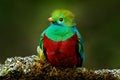 Quetzal, Pharomachrus mocinno, from  nature Costa Rica with pink flower forest. Magnificent sacred mystic green and red bird. Royalty Free Stock Photo