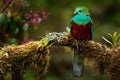 Quetzal, Pharomachrus mocinno, from  nature Costa Rica with pink flower forest. Magnificent sacred mystic green and red bird. Royalty Free Stock Photo