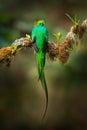 Quetzal, Pharomachrus mocinno, from  nature Costa Rica with pink flower forest. Magnificent sacred mystic green and red bird. Royalty Free Stock Photo