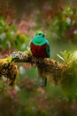 Quetzal, Pharomachrus mocinno, from  nature Costa Rica with pink flower forest. Magnificent sacred mystic green and red bird. Royalty Free Stock Photo