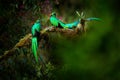 Quetzal, Pharomachrus mocinno, from  nature Costa Rica with pink flower forest. Magnificent sacred mystic green and red bird. Royalty Free Stock Photo