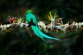 Quetzal, Pharomachrus mocinno, from nature Costa Rica with pink flower forest. Magnificent sacred mystic green and red bird.