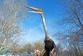 Quetzalcoatlus, classification - Pterosauria