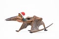 Quetzalcoatlus ,dinosaur with Christmas hat on white background