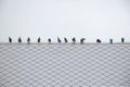 Queue of group/flock pigeon or dove.