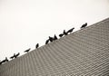Queue of group/flock pigeon or dove.