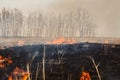 A quick fire spring dry grass. the danger for the forest and future harvest.