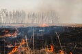 A quick fire spring dry grass. the danger for the forest and future harvest.