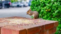 quick moment: a gray squirrel focused on eating corn in a city park Royalty Free Stock Photo