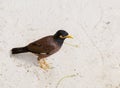 Quick Talking Bird Myna Exotic Thailand Animals On A Background Of Fine Sand White Beach