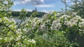 Quickthorn, common hawthorn, crategus monogyna nearby the danube river