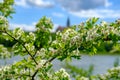 Quickthorn, common hawthorn, crategus monogyna