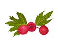 Quickthorn or Hawthorn Berries Rested on Leafy Branch Vector Illustration