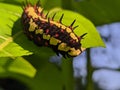 Ba quiescent insect pupa especially of a butterfly or moth in thailand