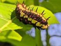 Ba quiescent insect pupa especially of a butterfly or moth in thailand