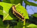 Ba quiescent insect pupa especially of a butterfly or moth in thailand