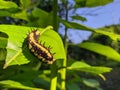 Ba quiescent insect pupa especially of a butterfly or moth in thailand