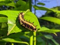 Ba quiescent insect pupa especially of a butterfly or moth in thailand