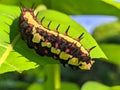 Ba quiescent insect pupa especially of a butterfly or moth in thailand