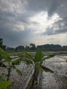 Quiet afternoon in the rice fields